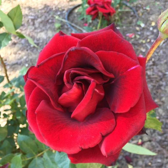 Meet your Posher, Trudy - Picture 1 of 1